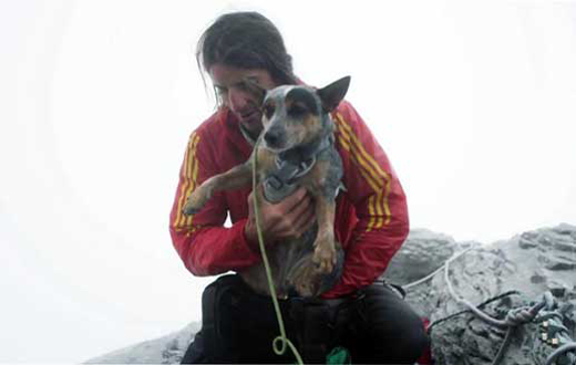 jumping dog 4